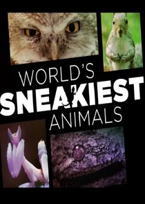 World's Sneakiest Animals poster