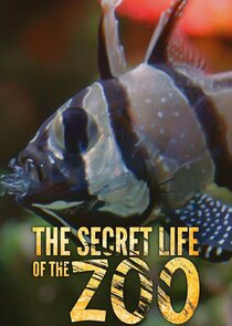 The Secret Life of the Zoo poster
