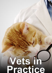 Vets in Practice poster