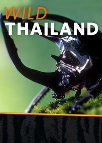 Wild Thailand poster