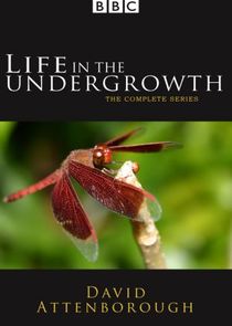 Life in the Undergrowth poster
