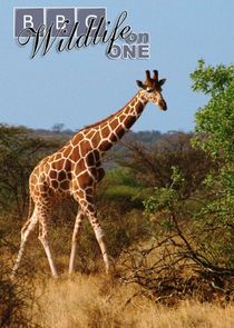 Wildlife on One poster