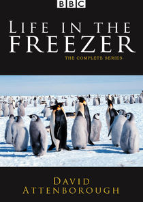 Life in the Freezer poster