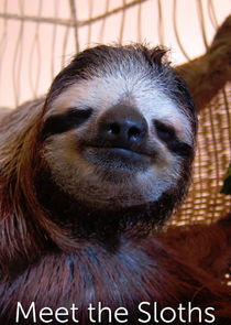 Meet the Sloths poster