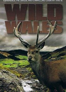 Wild Wales poster