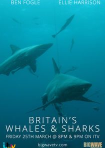 Britain's Whales and Sharks poster