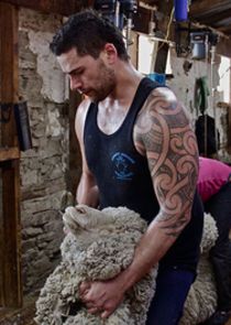 Shearing Gang poster