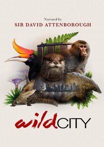 Wild City poster