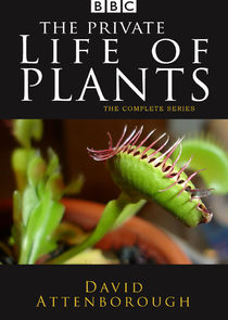 The Private Life of Plants poster
