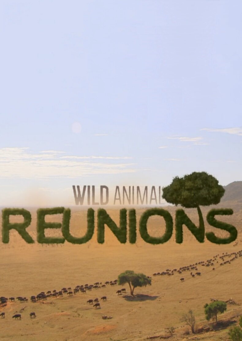 Wild Animal Reunions poster