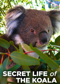 Secret Life of the Koala poster