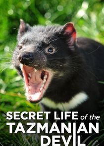 Secret Life of the Tasmanian Devil poster
