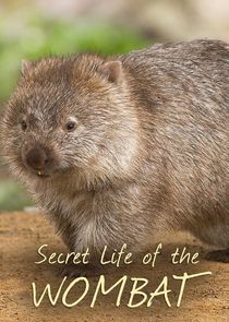 Secret Life of the Wombat poster
