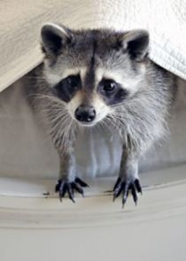 Ingenious Animals poster