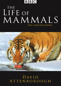The Life of Mammals poster