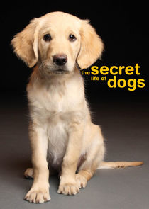 The Secret Life of... poster