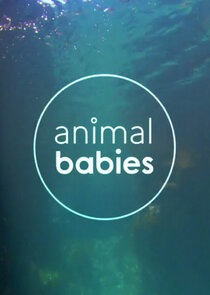 Animal Babies poster