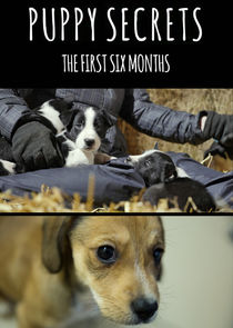 Puppy Secrets: The First Six Months poster