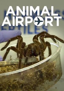 Animal Airport poster
