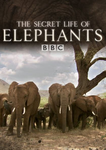 The Secret Life of Elephants poster