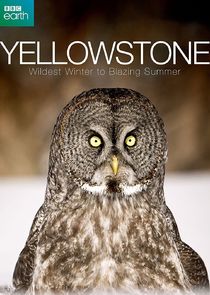Yellowstone: Wildest Winter to Blazing Summer poster