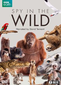 Spy in the Wild poster