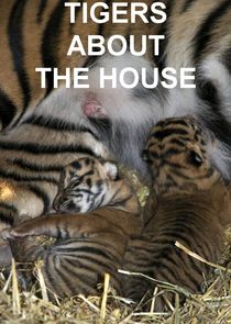 Tigers About the House poster