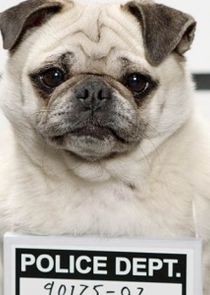 Secret Life of Dogs poster