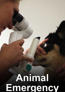 Animal Emergency poster
