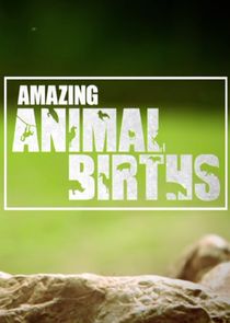 Amazing Animal Births poster