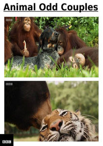 Animal Odd Couples poster