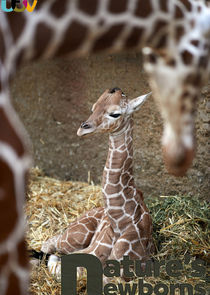 Nature's Newborns poster