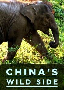 China's Wild Side poster
