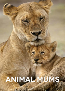 Animal Mums poster
