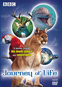 Journey of Life poster