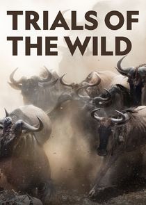 Trials of the Wild poster