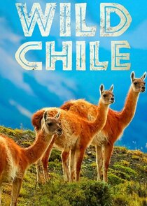 Wild Chile poster