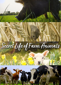 Secret Life of Farm Animals poster