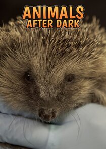 Animals After Dark poster