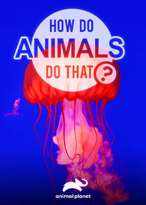 How Do Animals Do That? poster