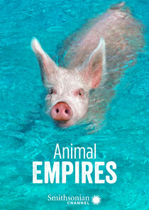 Animal Empires poster