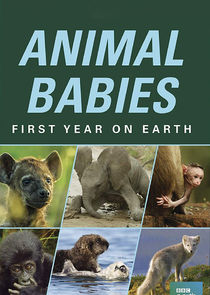 Animal Babies: First Year on Earth poster