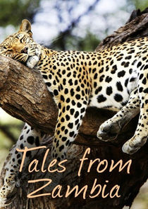 Tales from Zambia poster