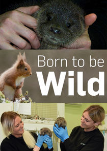 Born to Be Wild poster