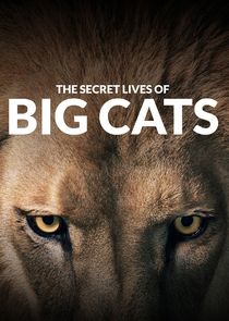The Secret Lives of Big Cats poster