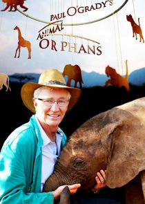 Paul O'Grady's Animal Orphans poster