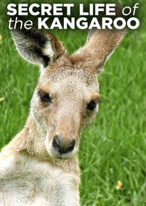Secret Life of the Kangaroo poster