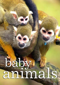 Baby Animals poster