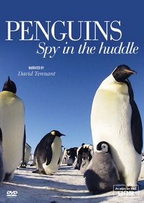 Penguins: Spy in the Huddle poster