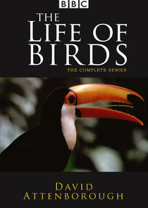 The Life of Birds poster